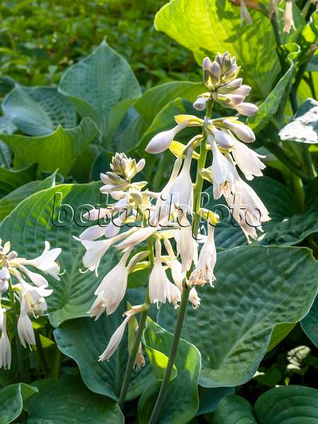 439017 - Plantain lily (Hosta sieboldiana 'Elegans')