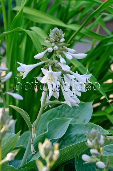 473163 - Plantain lily (Hosta sieboldiana 'Elegans')