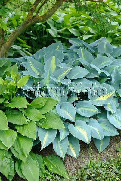 502219 - Plantain lily (Hosta Touch of Class)
