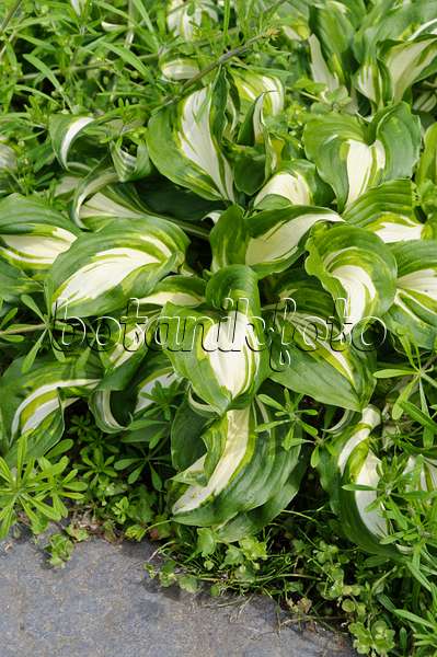 484239 - Plantain lily (Hosta undulata 'Univittata')