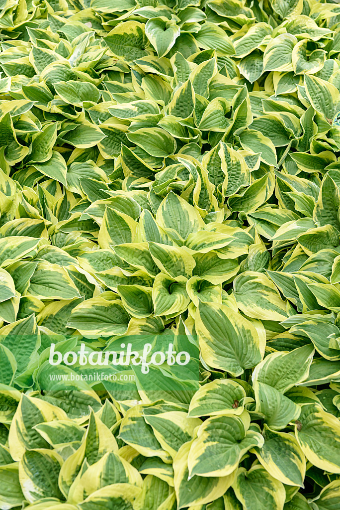 558117 - Plantain lily (Hosta Wide Brim)