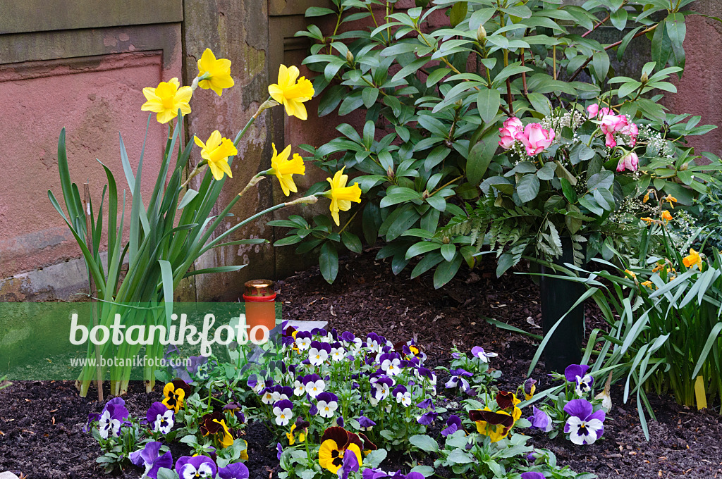 471109 - Plantation de tombes avec narcisses (Narcissus) et violettes (Viola)