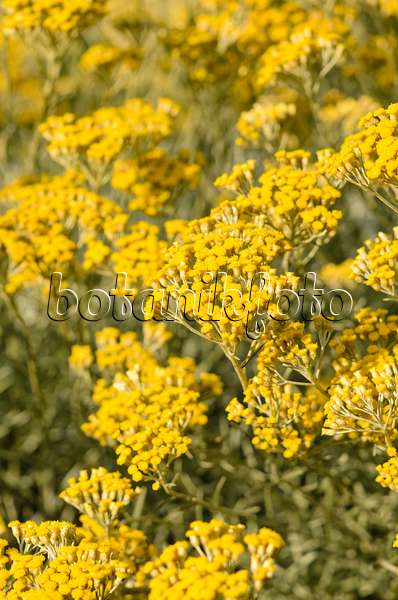534174 - Plante curry (Helichrysum italicum)