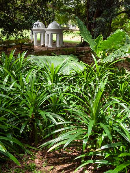 411162 - Plantes tropicales devant deux pavillons blancs, Fort Canning Park, Singapour