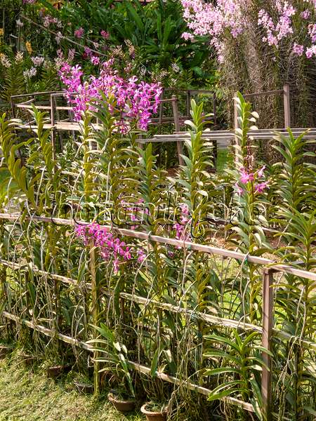 411134 - Plantes vivaces fleuries avec des treillis en bois dans un jardin de plantes vivaces