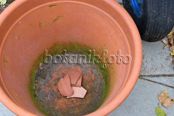 463090 - Planting tulip bulbs in a flower pot (1)