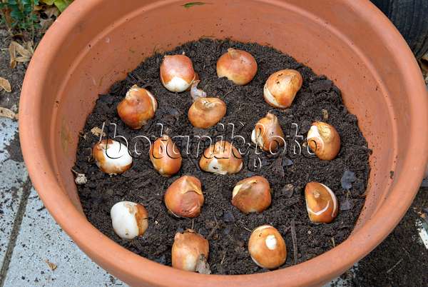 463092 - Planting tulip bulbs in a flower pot (3)