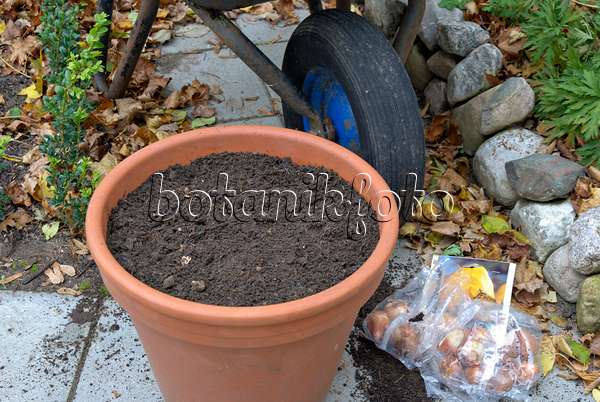 463093 - Planting tulip bulbs in a flower pot (4)