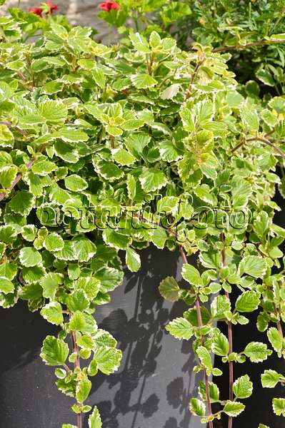 487060 - Plectranthus à feuilles panachées (Plectranthus forsteri syn. Plectranthus coleoides)