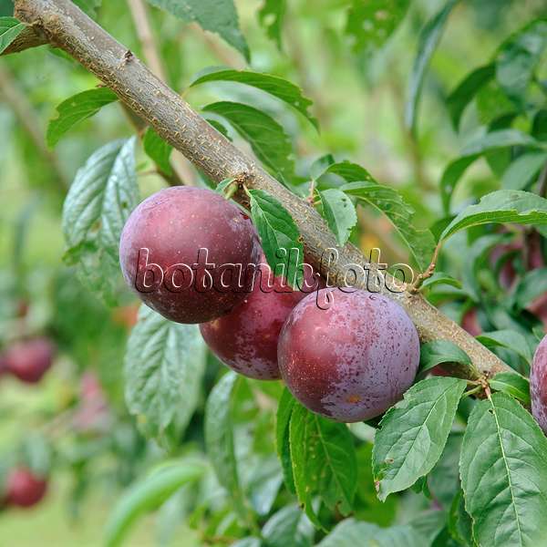 502365 - Plum (Prunus domestica 'Anatolia')