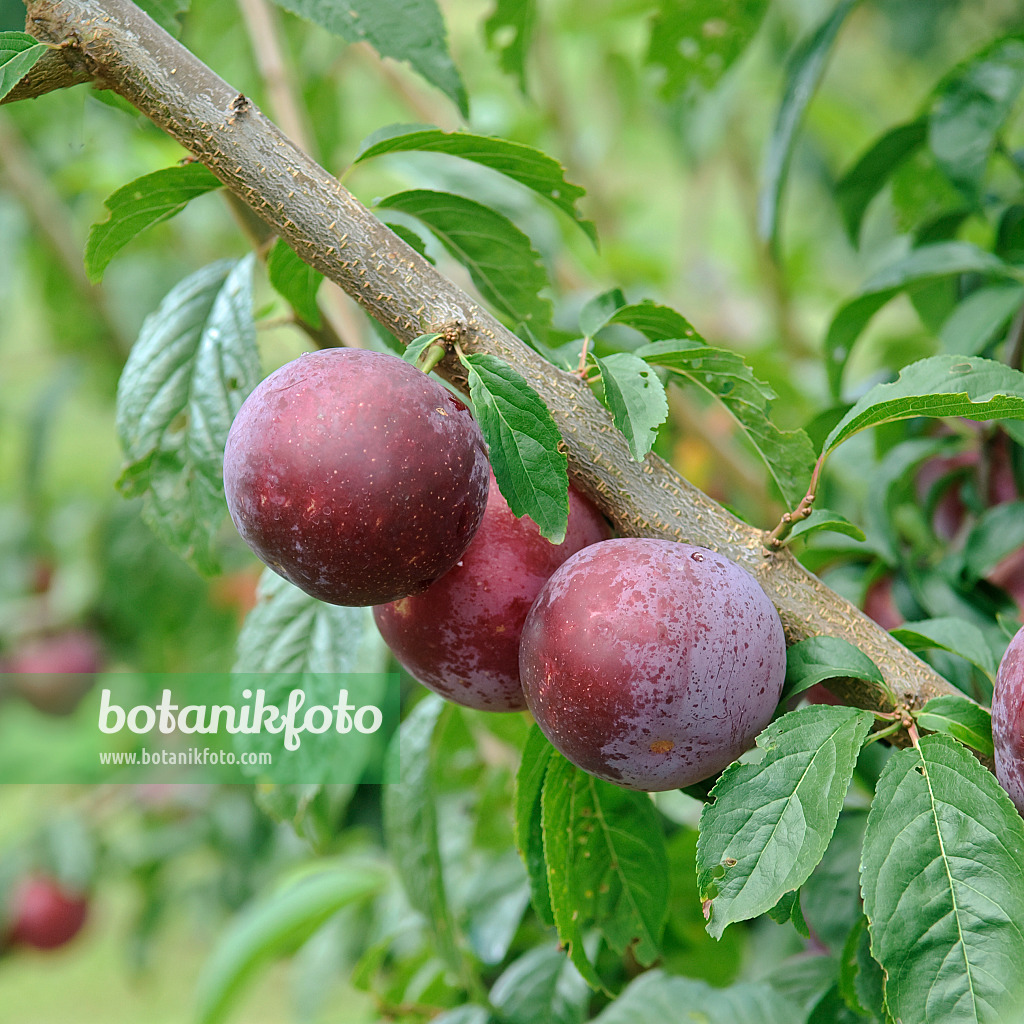 502365 - Plum (Prunus domestica 'Anatolia')