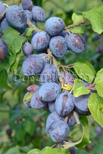 502366 - Plum (Prunus domestica 'Auerbacher')