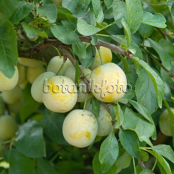 502367 - Plum (Prunus domestica 'Bellamira')