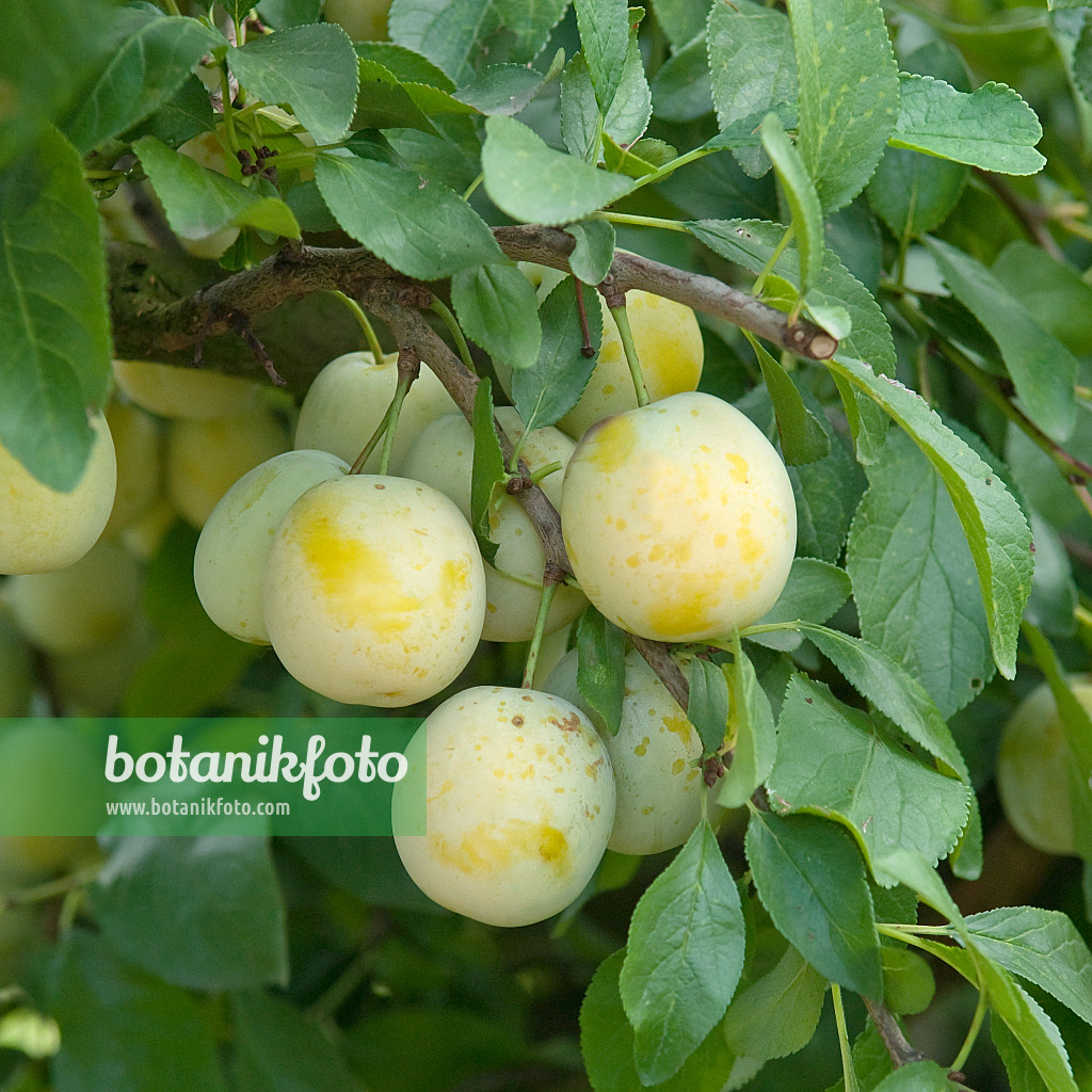 502367 - Plum (Prunus domestica 'Bellamira')