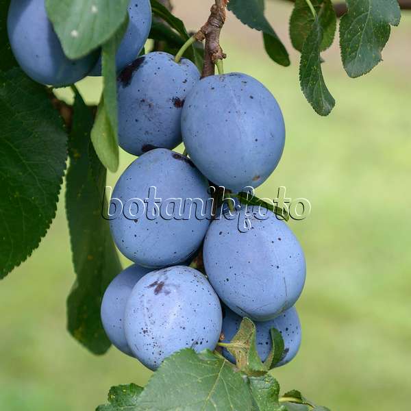 575244 - Plum (Prunus domestica 'Cacaks Beste')