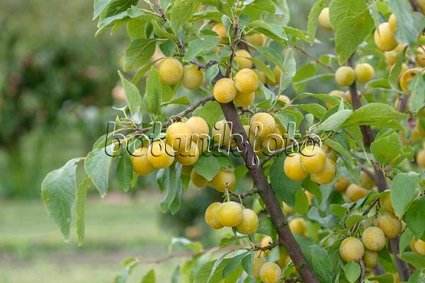 535360 - Plum (Prunus domestica 'Haferpflaume')