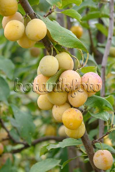 535361 - Plum (Prunus domestica 'Haferpflaume')