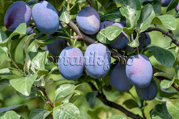 575228 - Plum (Prunus domestica 'Haganta')