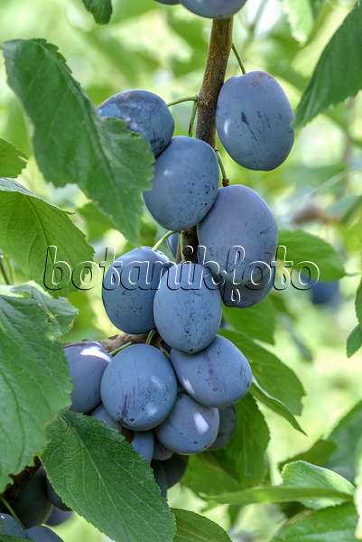 575229 - Plum (Prunus domestica 'Hanita')