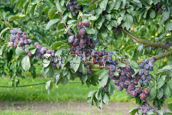 502375 - Plum (Prunus domestica 'Tegera')