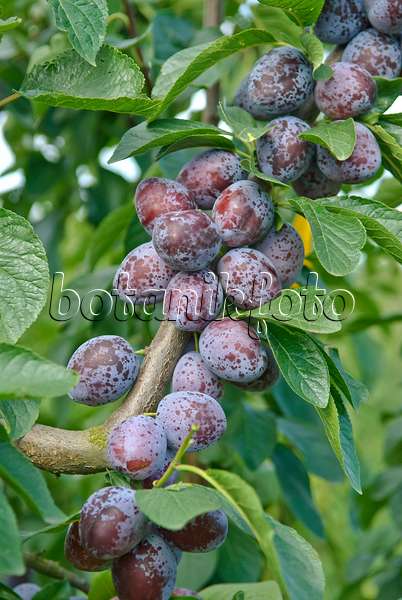 502376 - Plum (Prunus domestica 'Tegera')