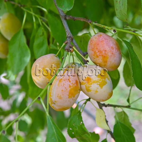 502378 - Plum (Prunus domestica 'Tipala')