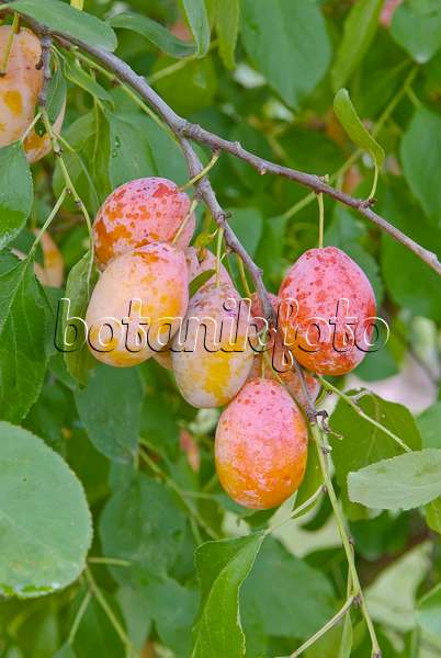 502379 - Plum (Prunus domestica 'Tipala')