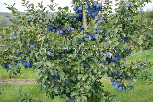 547235 - Plum (Prunus domestica 'Topend Plus')