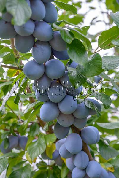575239 - Plum (Prunus domestica 'Tophit')