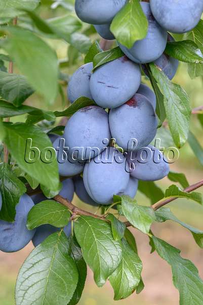575240 - Plum (Prunus domestica 'Tophit')
