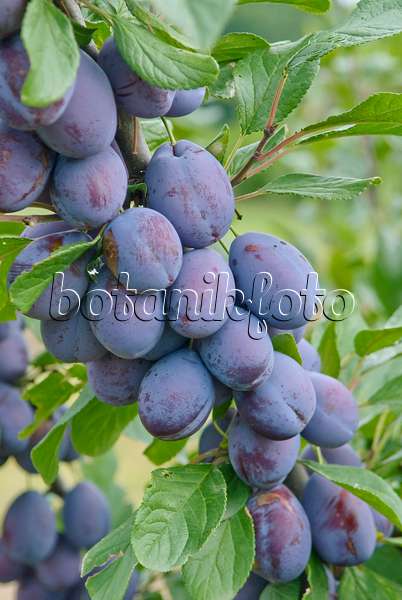502380 - Plum (Prunus domestica 'Topper')