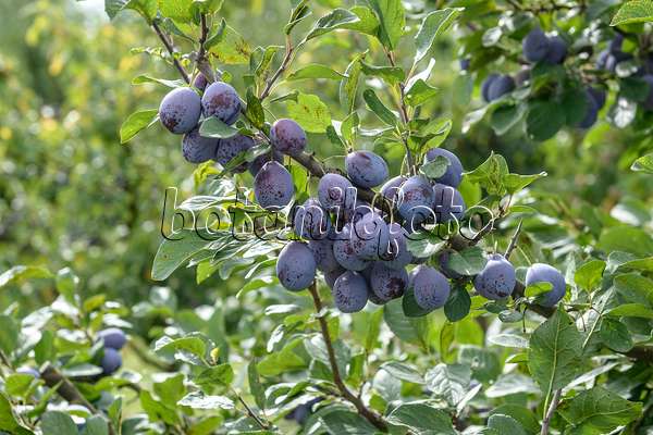 535368 - Plum (Prunus domestica 'Topper')