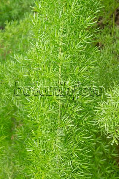 566081 - Plume asparagus (Asparagus densiflorus 'Meyeri')