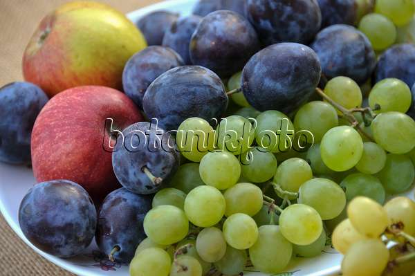 517345 - Plums (Prunus domestica), grape vines (Vitis vinifera) and orchard apples (Malus x domestica)