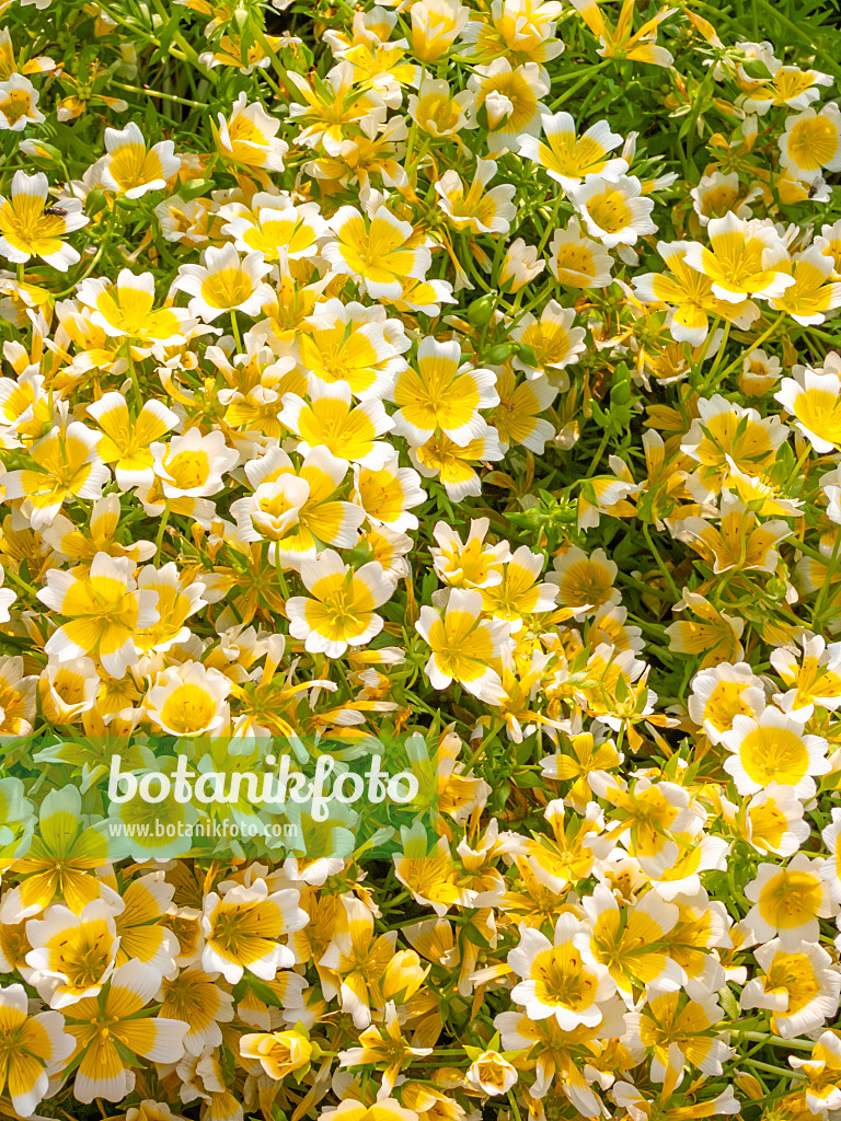 414058 - Poached egg flower (Limnanthes douglasii)