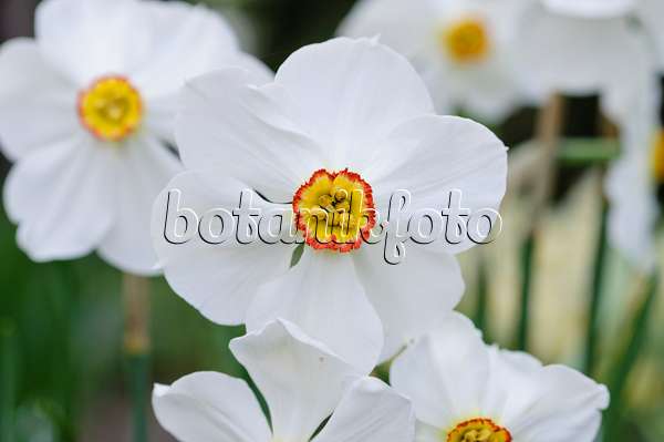 484020 - Poet's daffodil (Narcissus poeticus 'Actaea')