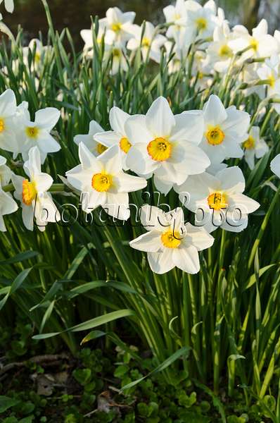495251 - Poet's daffodil (Narcissus poeticus 'Actaea')