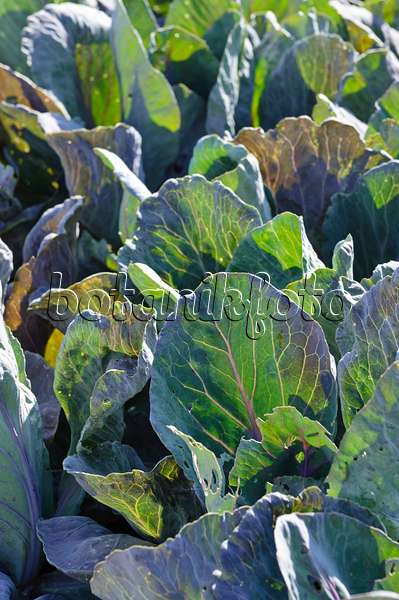 475076 - Pointed cabbage (Brassica oleracea var. capitata f. acuta 'Red Flame')