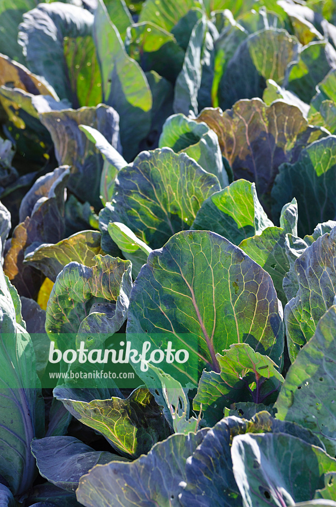 475076 - Pointed cabbage (Brassica oleracea var. capitata f. acuta 'Red Flame')