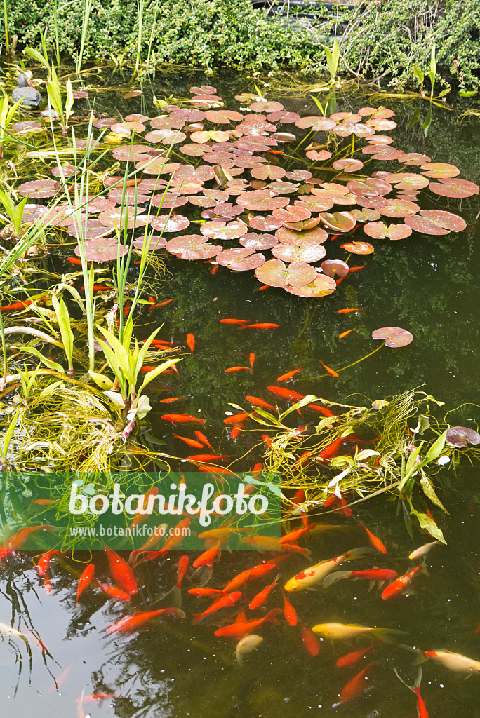 544146 - Poissons rouges (Carassius auratus) dans un étang de jardin idyllique avec des nénuphars