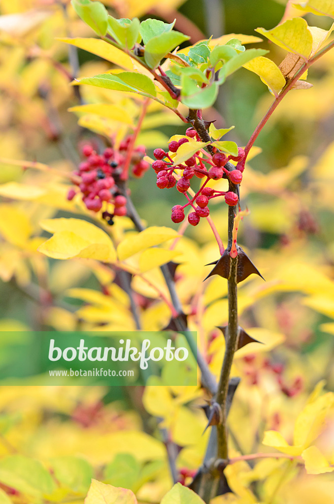 525370 - Poivre du Sichuan (Zanthoxylum simulans)