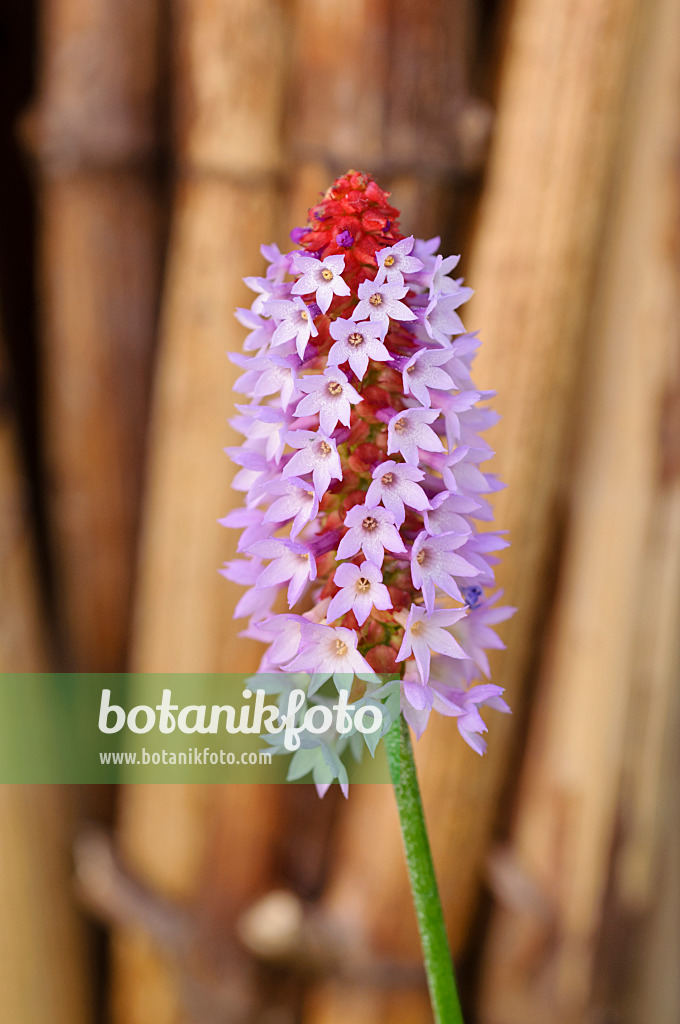 476235 - Poker primrose (Primula vialii)