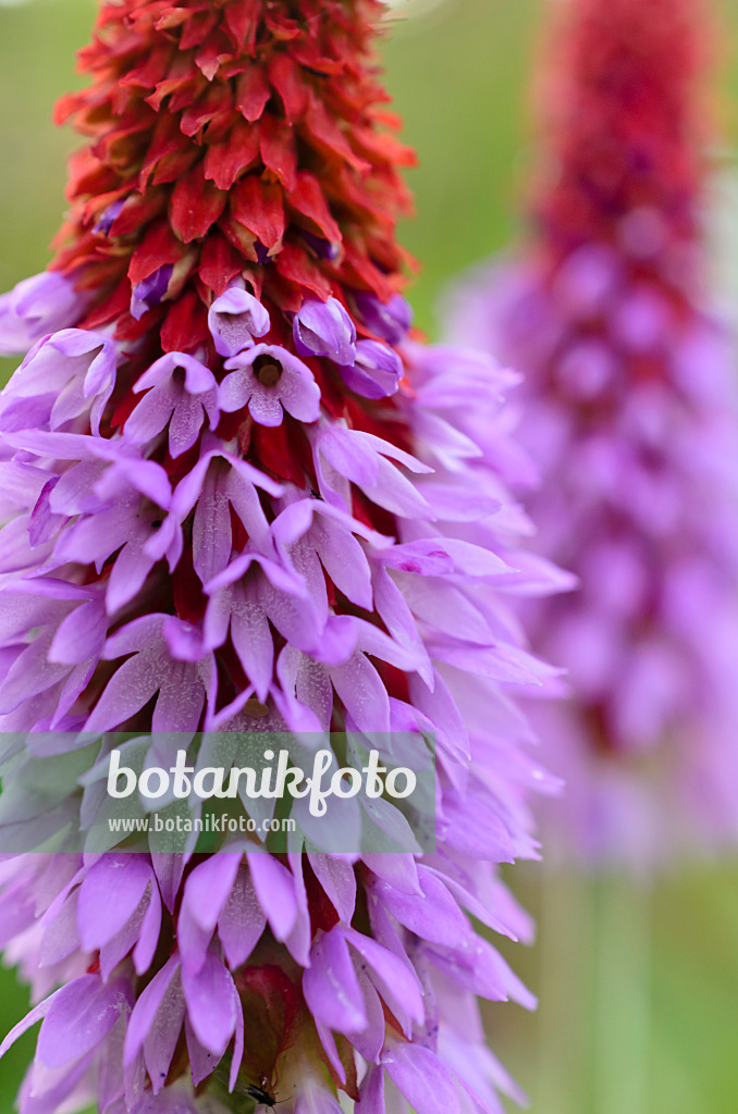 509002 - Poker primrose (Primula vialii)