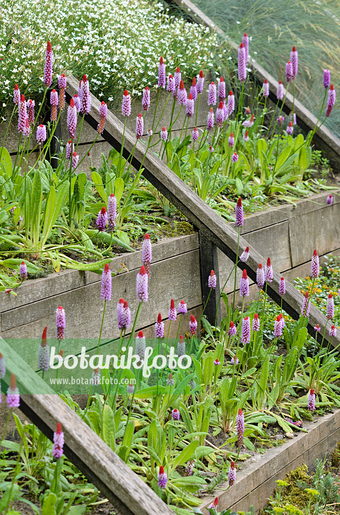 521335 - Poker primrose (Primula vialii)