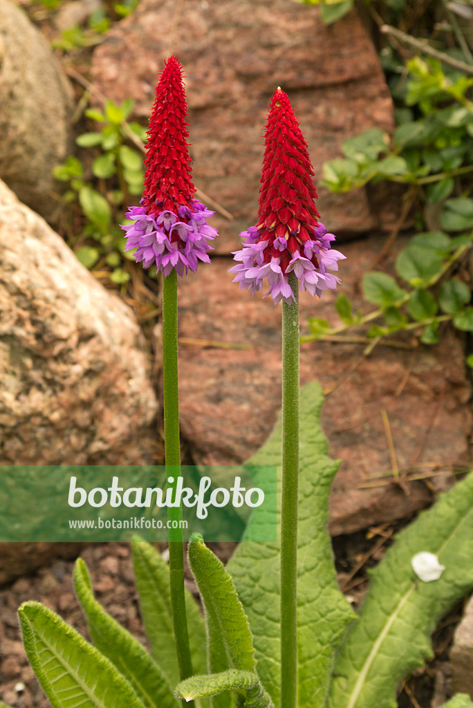 545067 - Poker primrose (Primula vialii)