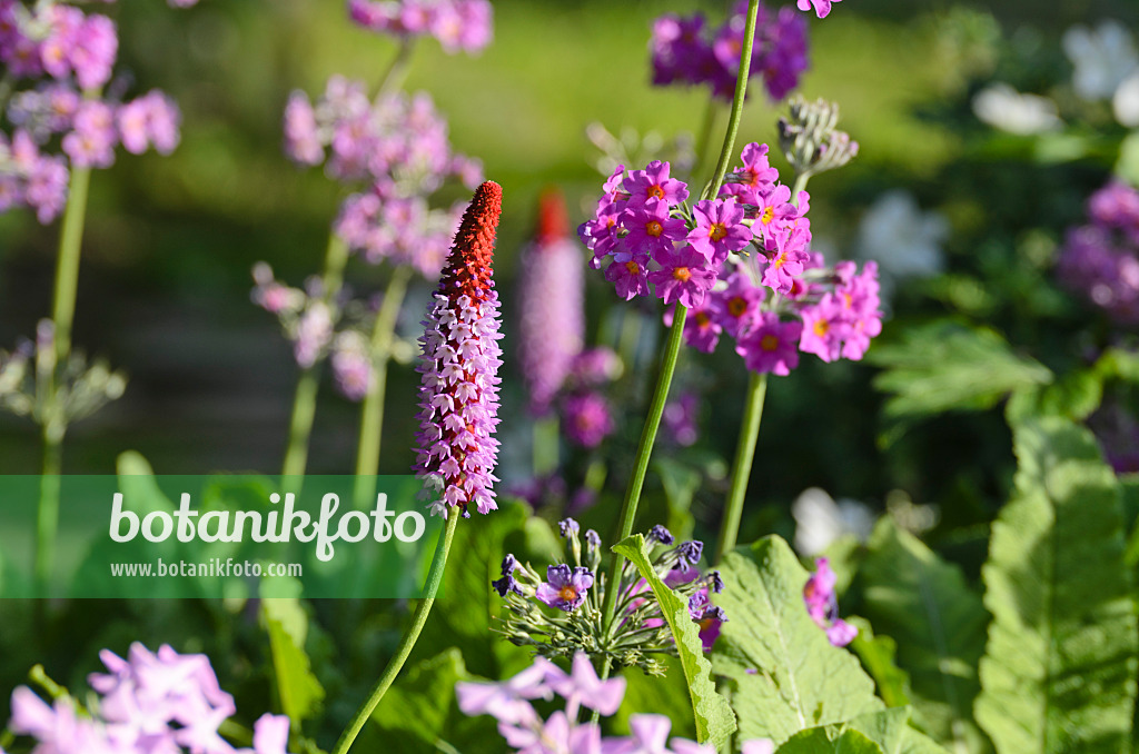 497228 - Poker primrose (Primula vialii) and candelabra primrose (Primula beesiana)