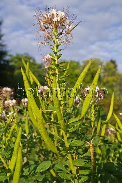 608119 - Polanisia dodecandra subsp. trachysperma