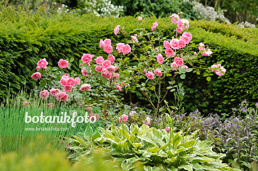 521226 - Polyantha rose (Rosa Nathalie) and plantain lily (Hosta)