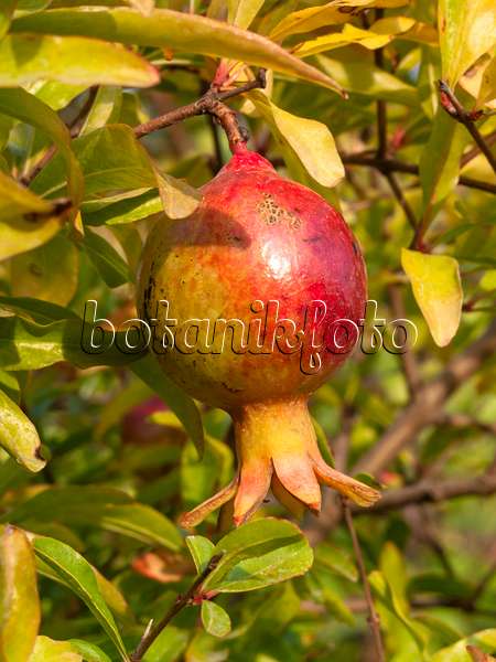 405046 - Pomegranate (Punica granatum)