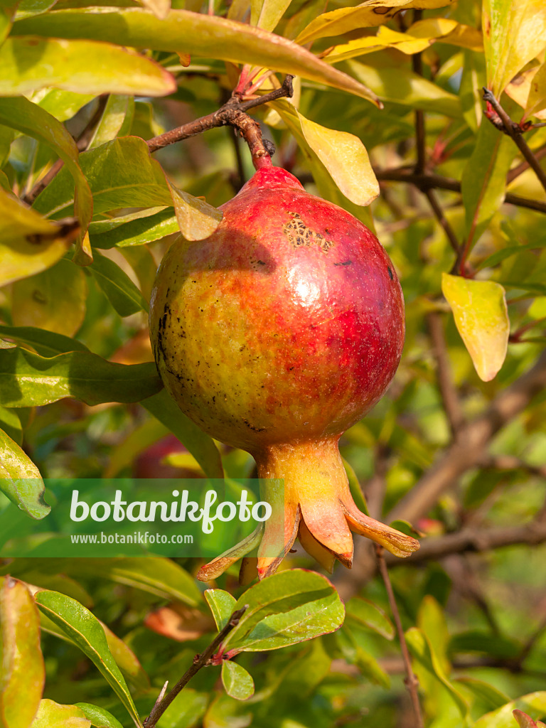 405046 - Pomegranate (Punica granatum)